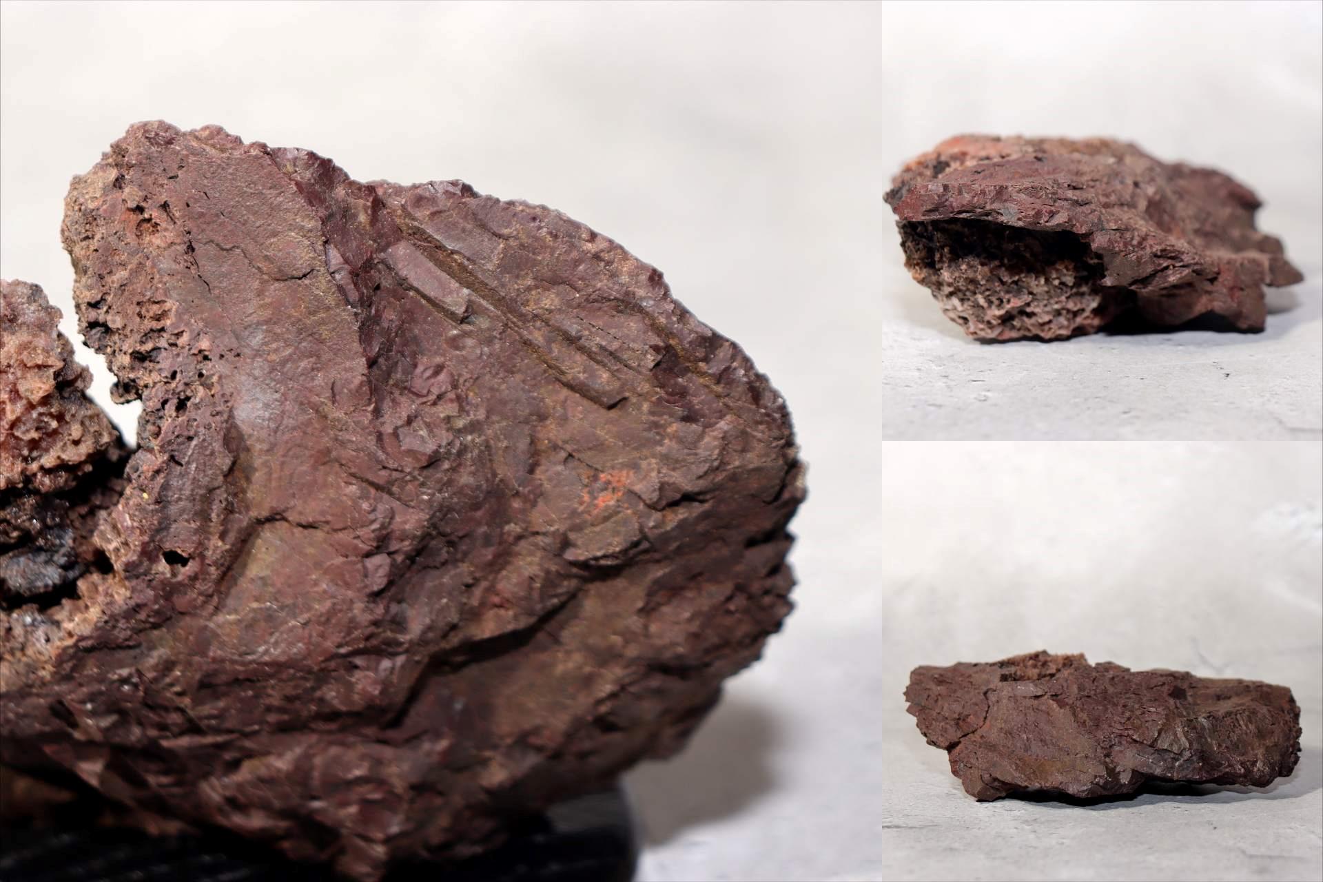 Japanese Kikkaseki Chrysanthemum Stone Neodani Gifu Suiseki Bonsai SS2149