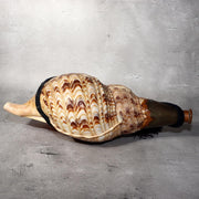Japanese Vintage conch shell trumpet Horagai Yamabushi Shugendo Trumpet SG883