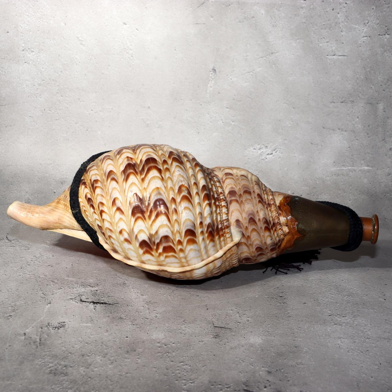 Japanese Vintage conch shell trumpet Horagai Yamabushi Shugendo Trumpet SG883