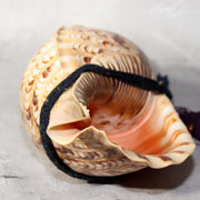Japanese Vintage conch shell trumpet Horagai Yamabushi Shugendo Trumpet SG884
