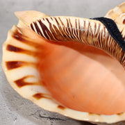 Japanese Vintage conch shell trumpet Horagai Yamabushi Shugendo Trumpet SG885