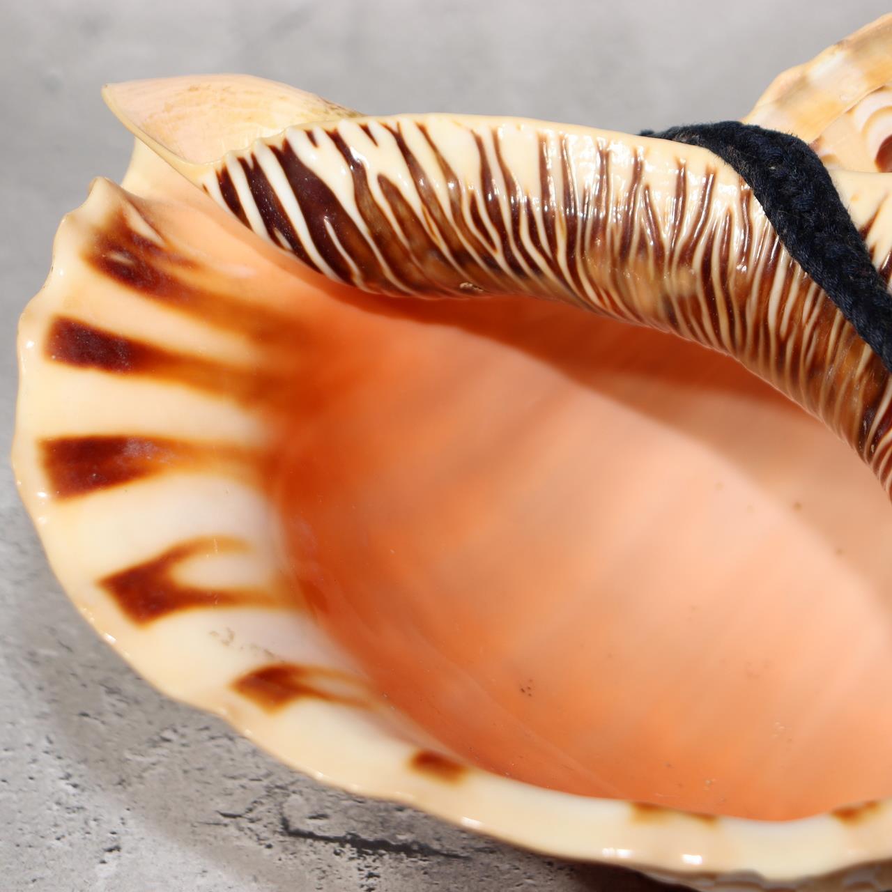 Japanese Vintage conch shell trumpet Horagai Yamabushi Shugendo Trumpet SG885
