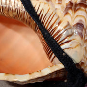 Japanese Vintage conch shell trumpet Horagai Yamabushi Shugendo Trumpet SG886