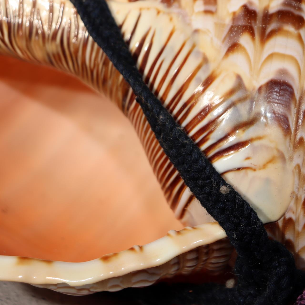 Japanese Vintage conch shell trumpet Horagai Yamabushi Shugendo Trumpet SG886
