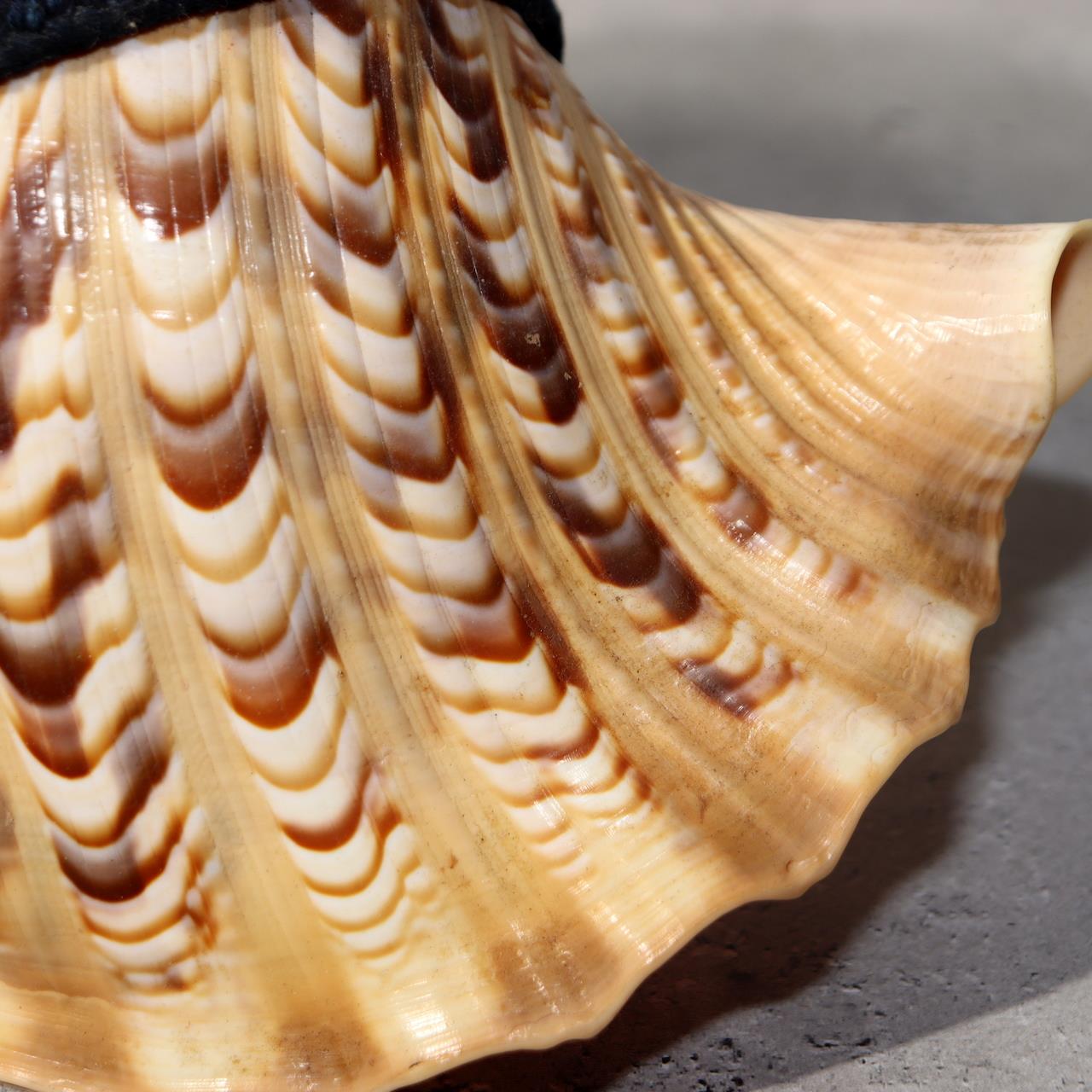 Japanese Vintage conch shell trumpet Horagai Yamabushi Shugendo Trumpet SG8810