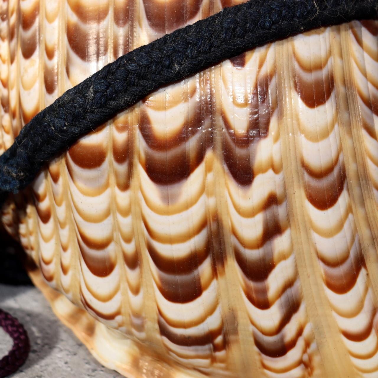 Japanese Vintage conch shell trumpet Horagai Yamabushi Shugendo Trumpet SG8811