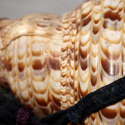 Japanese Vintage conch shell trumpet Horagai Yamabushi Shugendo Trumpet SG8812