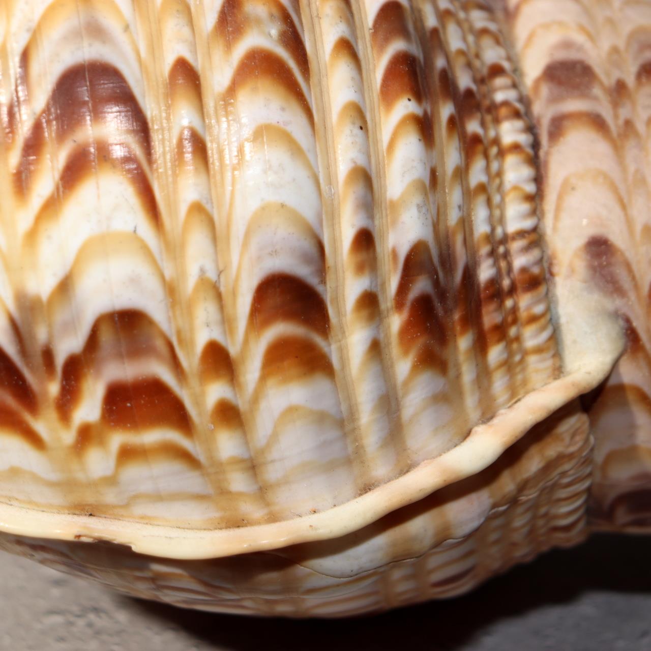 Japanese Vintage conch shell trumpet Horagai Yamabushi Shugendo Trumpet SG8813
