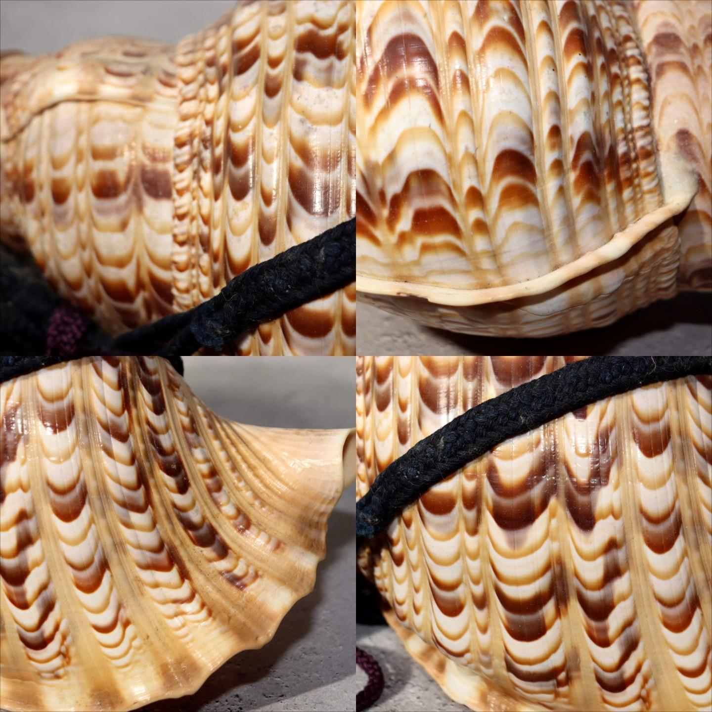 Japanese Vintage conch shell trumpet Horagai Yamabushi Shugendo Trumpet SG889