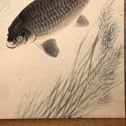 Japanese Kakejiku Scroll Carp Koi Fish Hand Painted Utsumi Kichido w / Box10