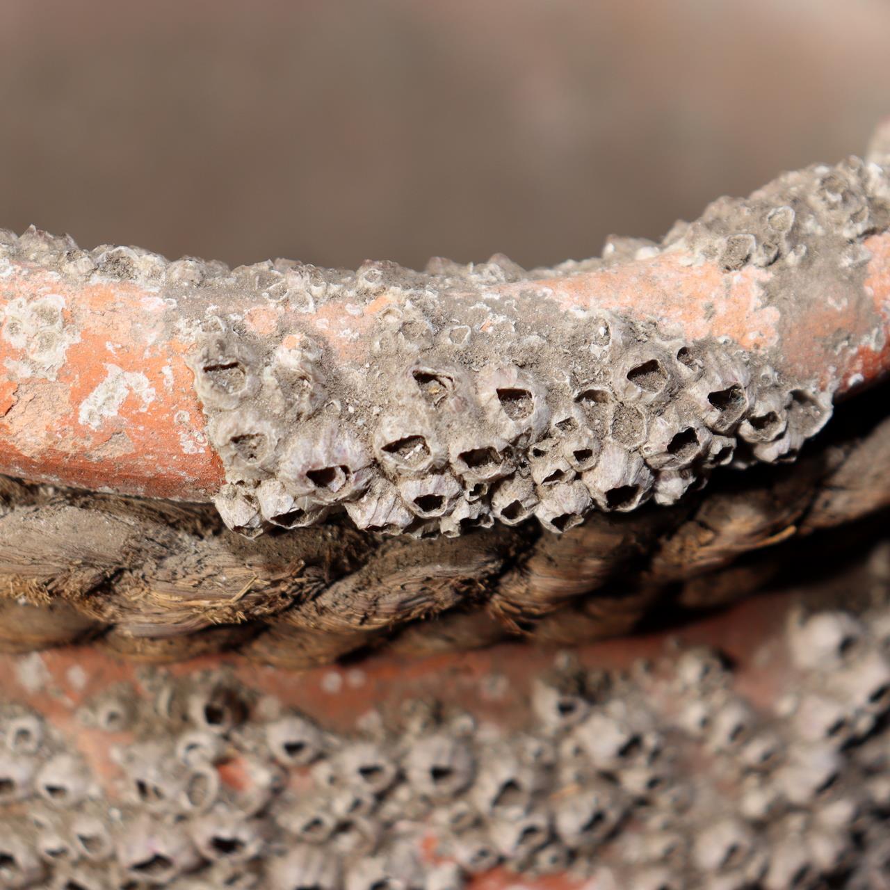 Japanese Antique Takotsubo Octopus Pot Barnacle Rope Kanji Wabi Sabi Vase PV2946