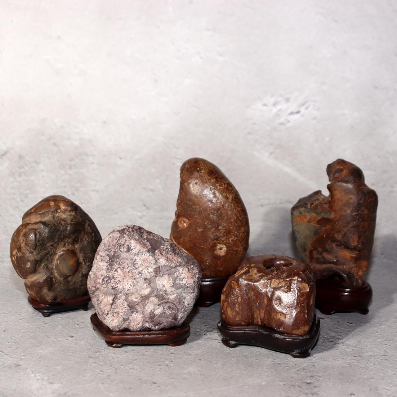 Japanese Suiseki Viewing Stone Collection 5pcs Chrysanthemum Rock Bonsai Zen0