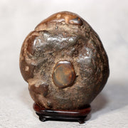 Japanese Suiseki Viewing Stone Collection 5pcs Chrysanthemum Rock Bonsai Zen7