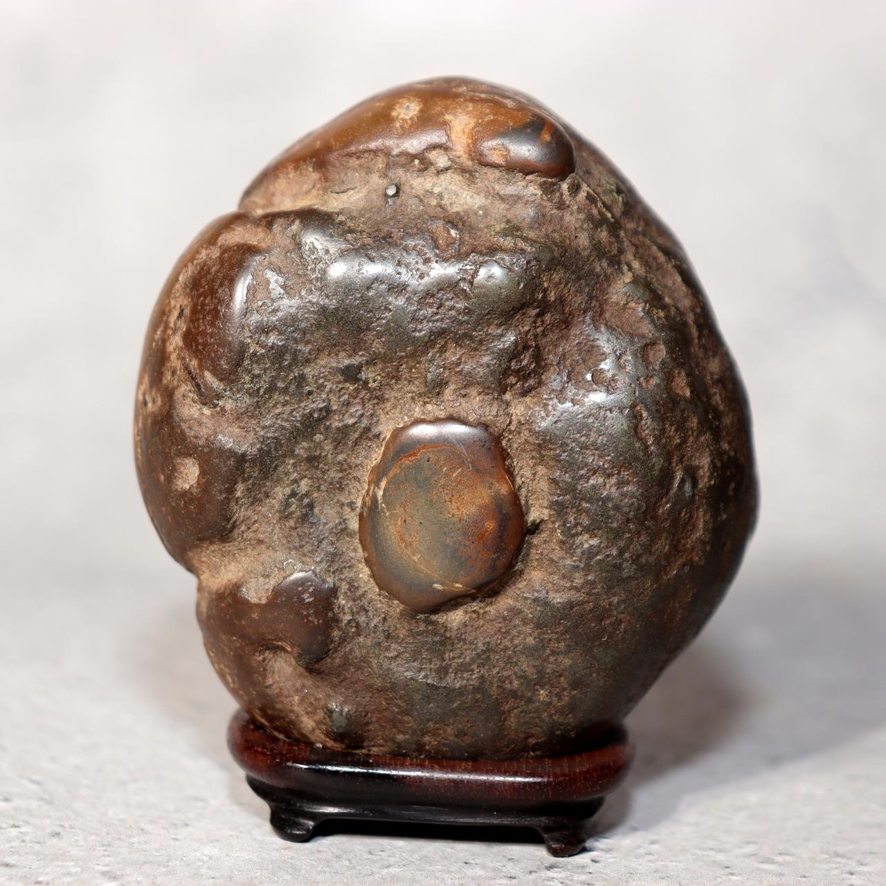 Japanese Suiseki Viewing Stone Collection 5pcs Chrysanthemum Rock Bonsai Zen7