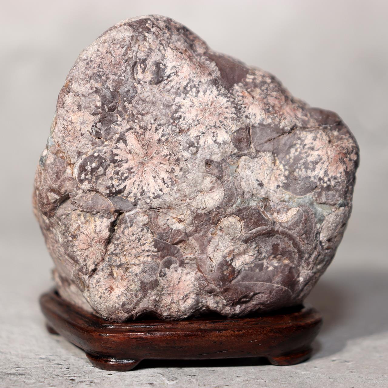 Japanese Suiseki Viewing Stone Collection 5pcs Chrysanthemum Rock Bonsai Zen5