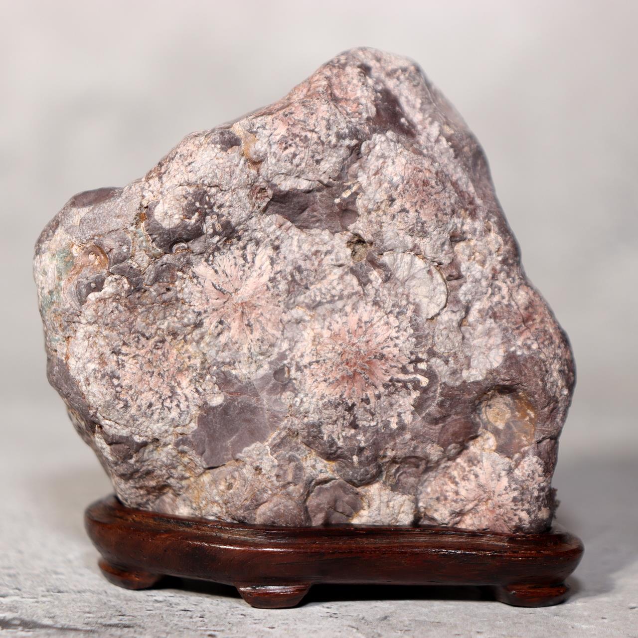 Japanese Suiseki Viewing Stone Collection 5pcs Chrysanthemum Rock Bonsai Zen1