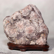 Japanese Suiseki Viewing Stone Collection 5pcs Chrysanthemum Rock Bonsai Zen1