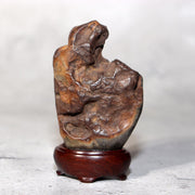 Japanese Suiseki Viewing Stone Collection 5pcs Chrysanthemum Rock Bonsai Zen4