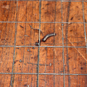 Japanese Antique Wooden Shogi Board Table Go Game WO47915