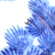 Antique Shida Imari Plate Blue White Kasedori Festival Rabbit Moon Folk Art Rare15