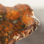 Kenya Sericho Pallasite Meteorite Slice Resin Coated Olivine Space Gem 7g SS2194