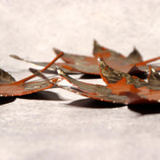 Japanese Vintage Copper Plate Saucer Set 5 Maple Leaf Momiji Signed Takaoka17