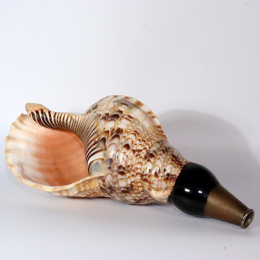 Japanese conch shell trumpet Horagai Yamabushi Shugendo Trumpet SG80