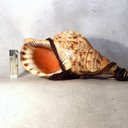 Japanese Horagai Triton’s Trumpet Shell Buddhist Ritual Horn 33cm SG887