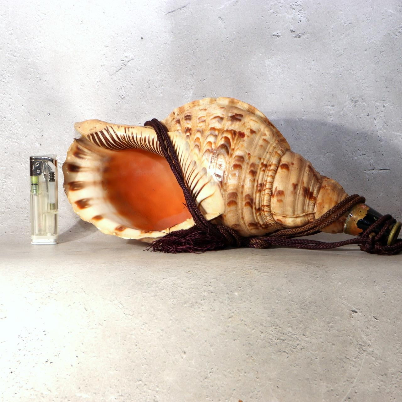 Japanese Horagai Triton’s Trumpet Shell Buddhist Ritual Horn 33cm SG887