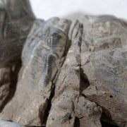 Japanese Suiseki Mountain Viewing Stone Furuya Kamuikotan Style13