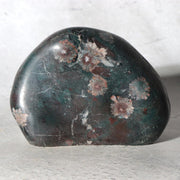 Japanese Suiseki Gifu Kujaku Kikkaseki Chrysanthemum Stone Wooden Base SS24011