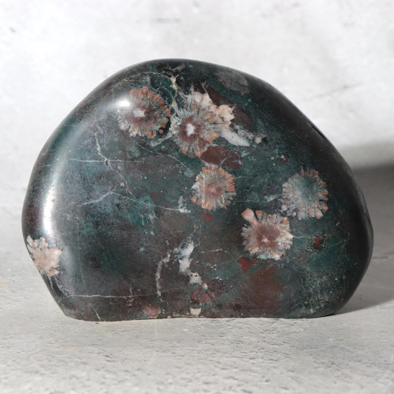 Japanese Suiseki Gifu Kujaku Kikkaseki Chrysanthemum Stone Wooden Base SS24011