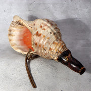 Japanese Horagai Conch Shell Trumpet Lacquered Mouthpiece Gold Swirls Yamabushi0