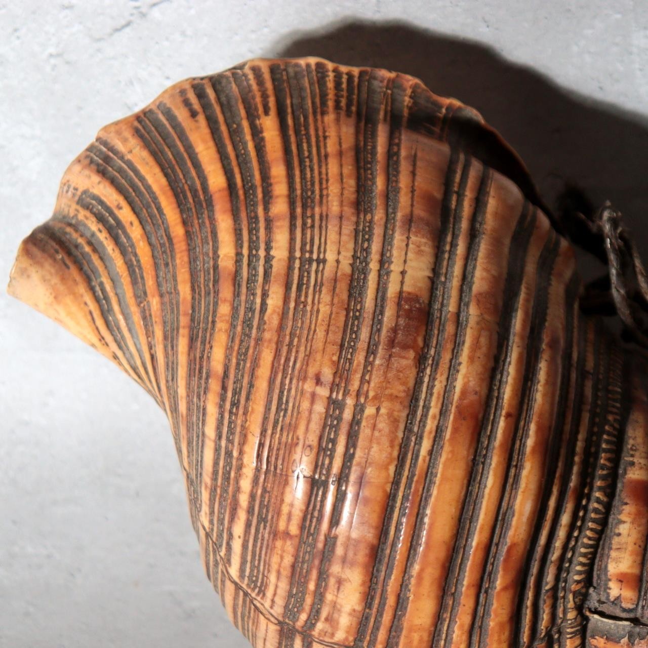 Vintage Japanese Horagai Conch Shell Trumpet Display Object SG919