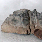 Japanese Suiseki Mountain Viewing Stone Furuya Kamuikotan Style11