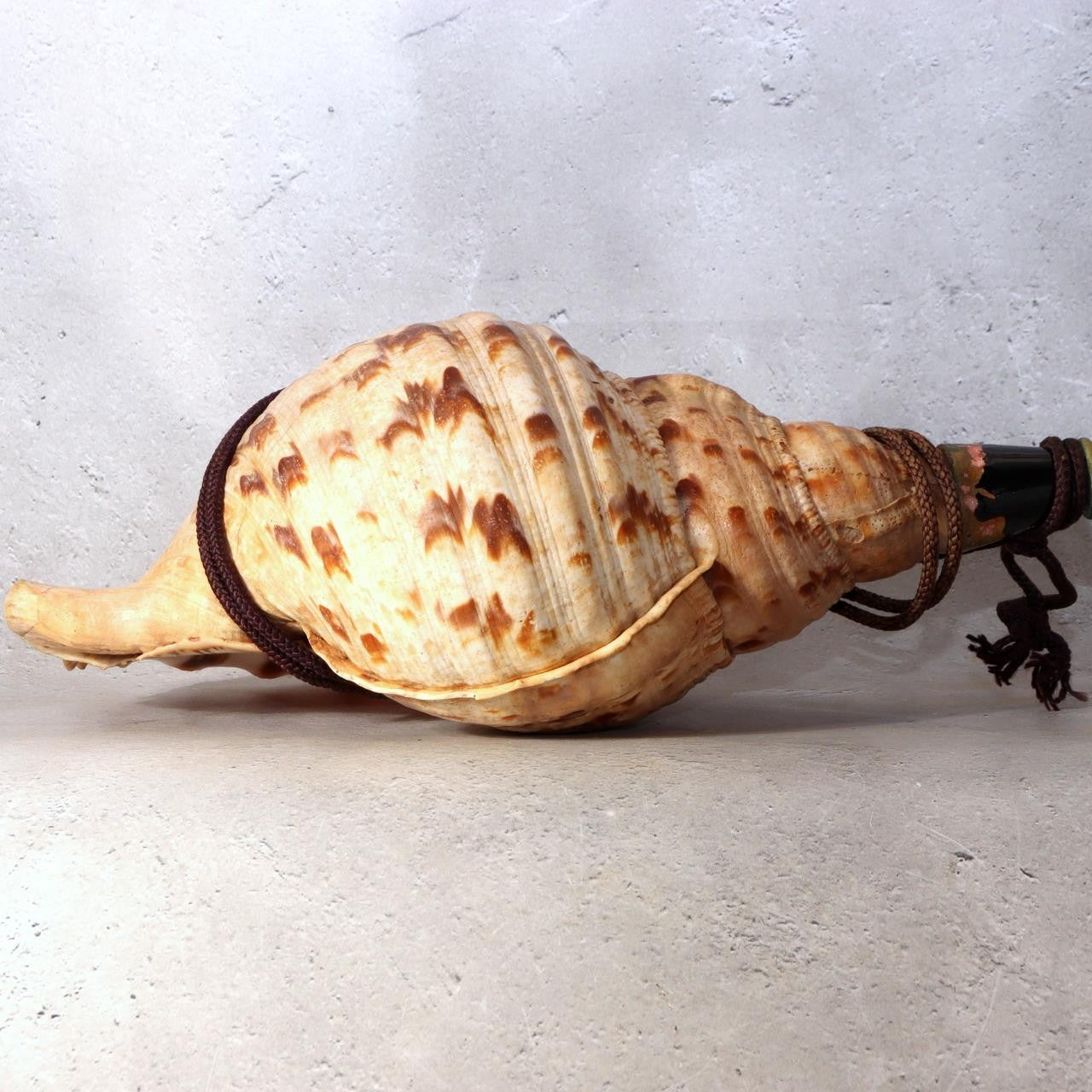 Japanese Horagai Triton’s Trumpet Shell Buddhist Ritual Horn 33cm SG883