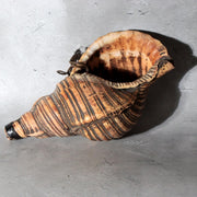 Vintage Japanese Horagai Conch Shell Trumpet Display Object SG9111