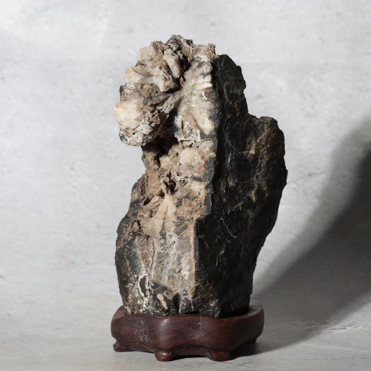 Japanese Suiseki Gifu Kikkaseki Chrysanthemum Stone Wooden Base SS23911