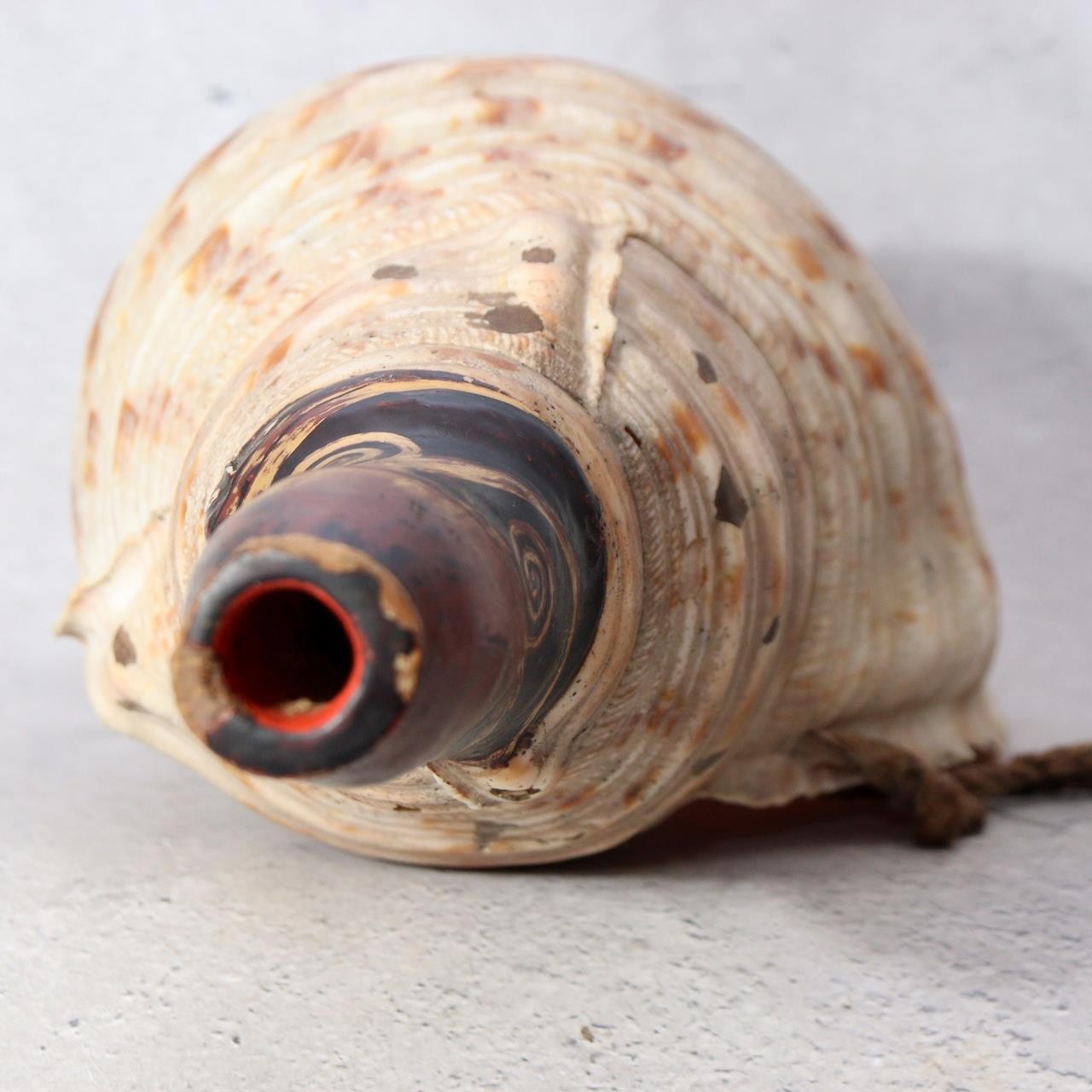Japanese Horagai Conch Shell Trumpet Lacquered Mouthpiece Gold Swirls Yamabushi4
