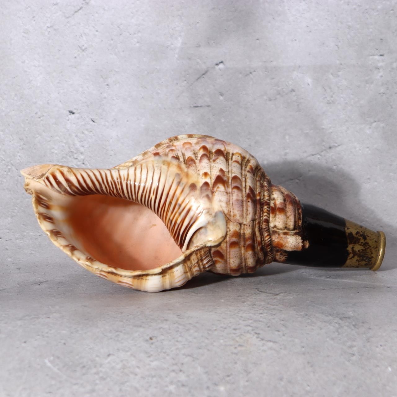 Japanese Horagai Conch Shell Trumpet  Yamabushi Samurai Whistle 23cm SG892