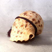 Japanese Horagai Triton’s Trumpet Shell Buddhist Ritual Horn 33cm SG886