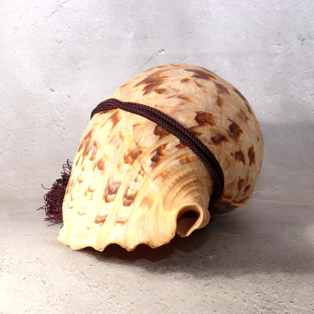 Japanese Horagai Triton’s Trumpet Shell Buddhist Ritual Horn 33cm SG886