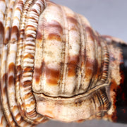 Japanese Horagai Conch Shell Trumpet  Yamabushi Samurai Whistle 23cm SG895