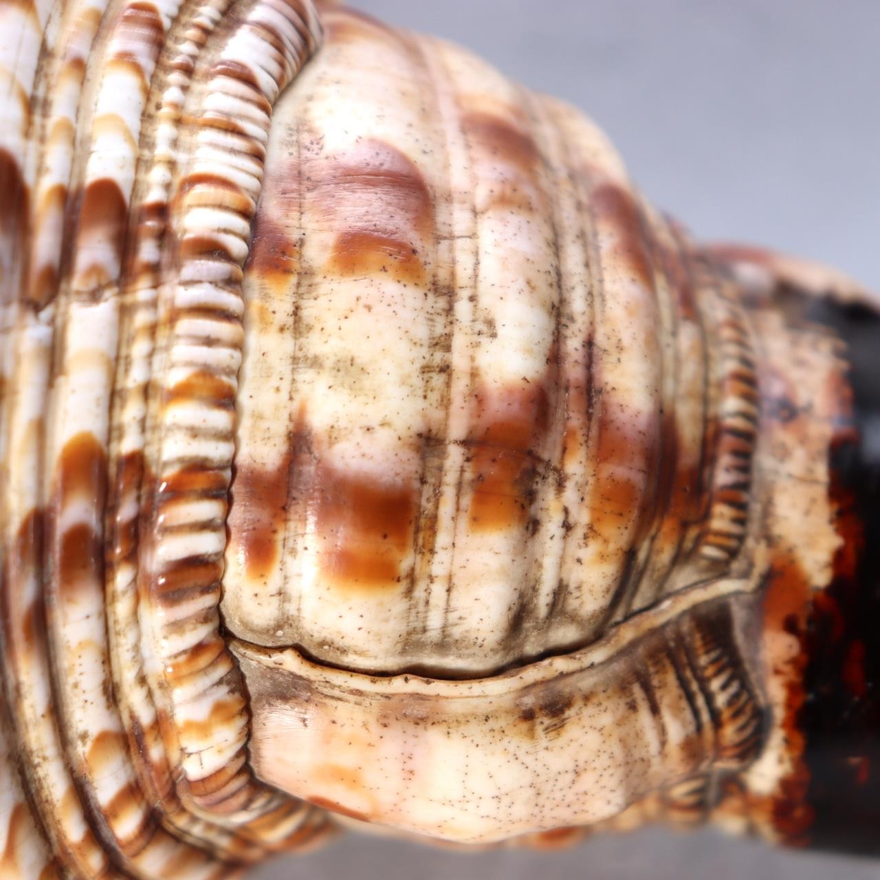 Japanese Horagai Conch Shell Trumpet  Yamabushi Samurai Whistle 23cm SG895