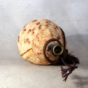 Japanese Horagai Triton’s Trumpet Shell Buddhist Ritual Horn 33cm SG884