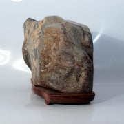 Japanese Natural Chrysanthemum Stone Kikuka-seki Neodani Gifu with Daiza SS2369