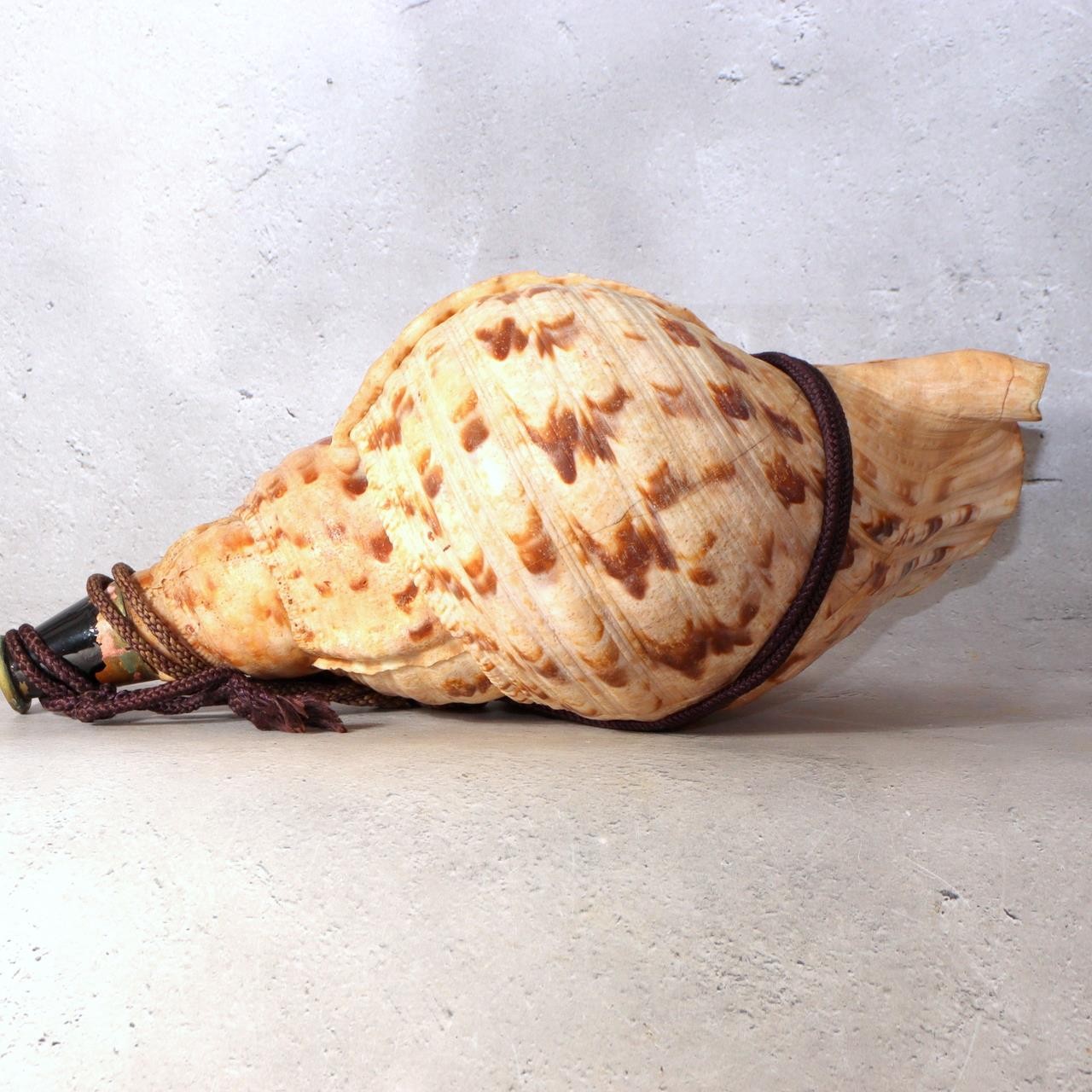 Japanese Horagai Triton’s Trumpet Shell Buddhist Ritual Horn 33cm SG881