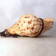 Japanese Horagai Triton’s Trumpet Shell Buddhist Ritual Horn 33cm SG881