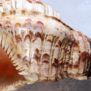 Japanese Horagai Conch Shell Trumpet  Yamabushi Samurai Whistle 23cm SG898