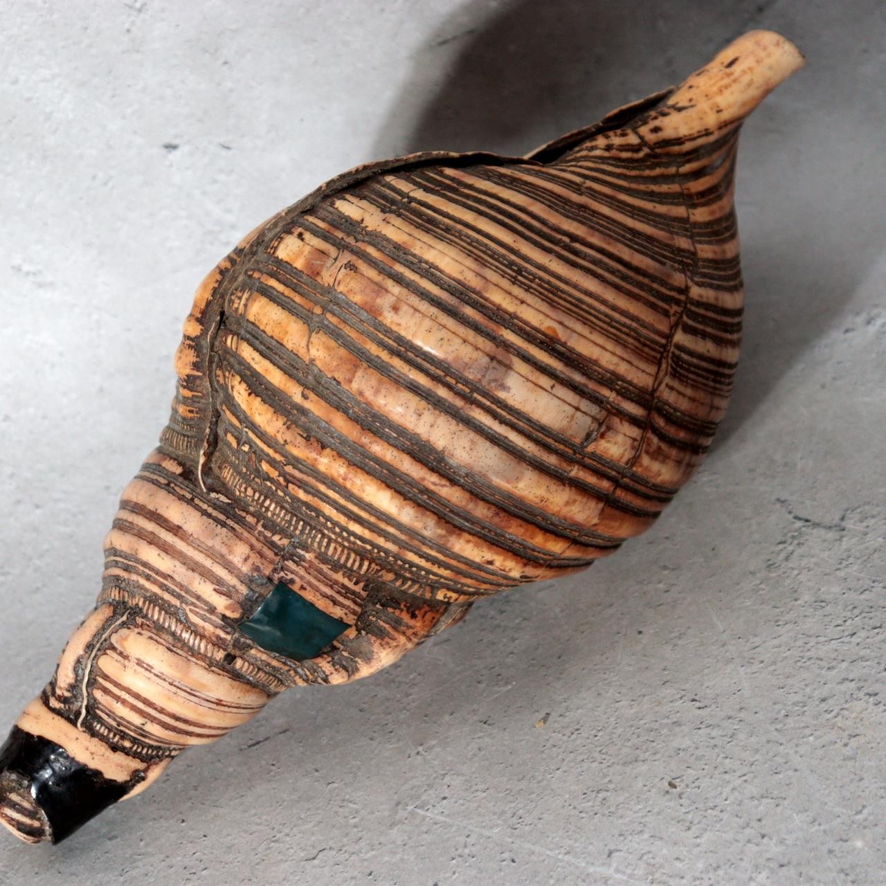 Vintage Japanese Horagai Conch Shell Trumpet Display Object SG911